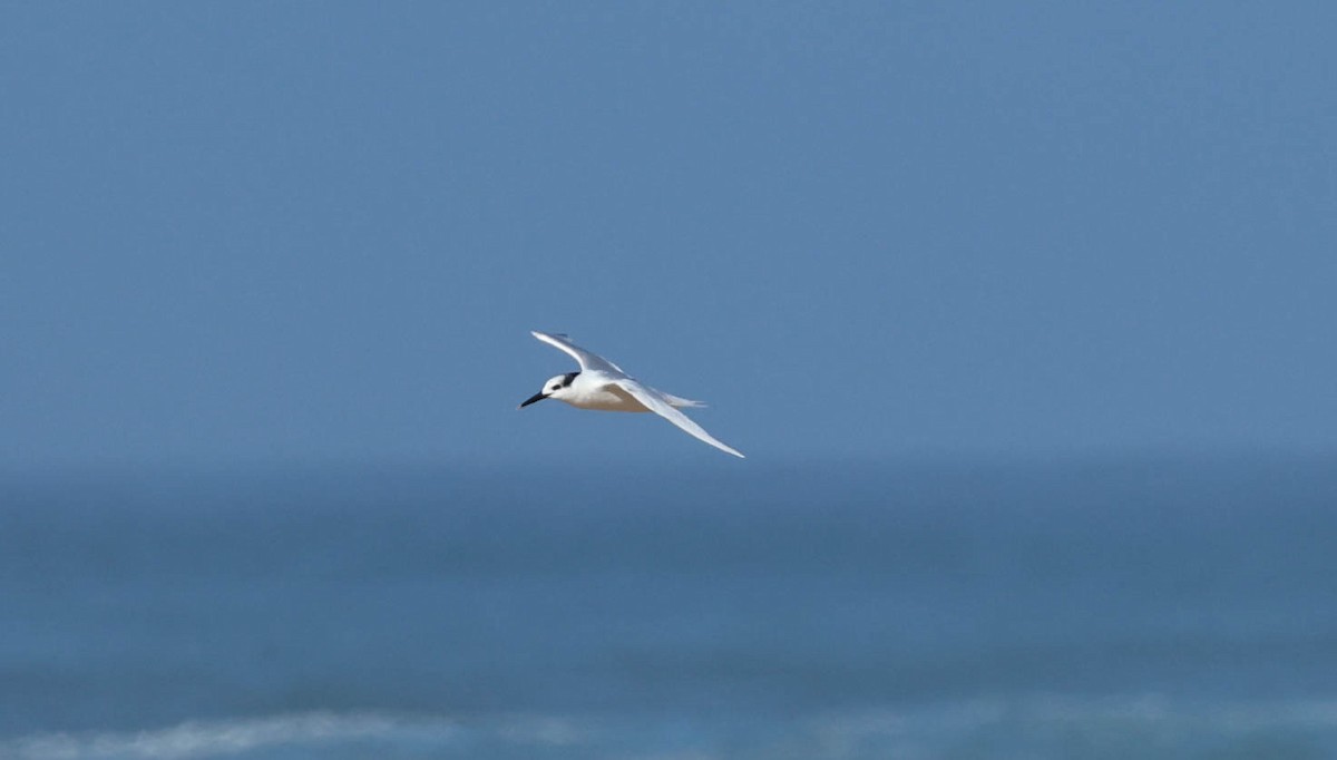 Sandwich Tern - ML612753931