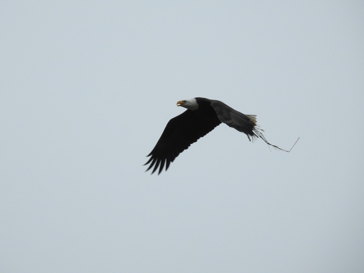 Bald Eagle - Peter Erickson