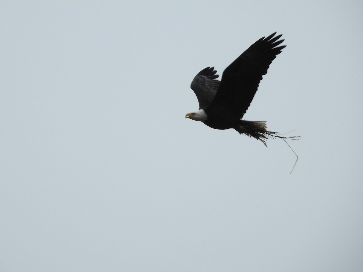 Bald Eagle - Peter Erickson