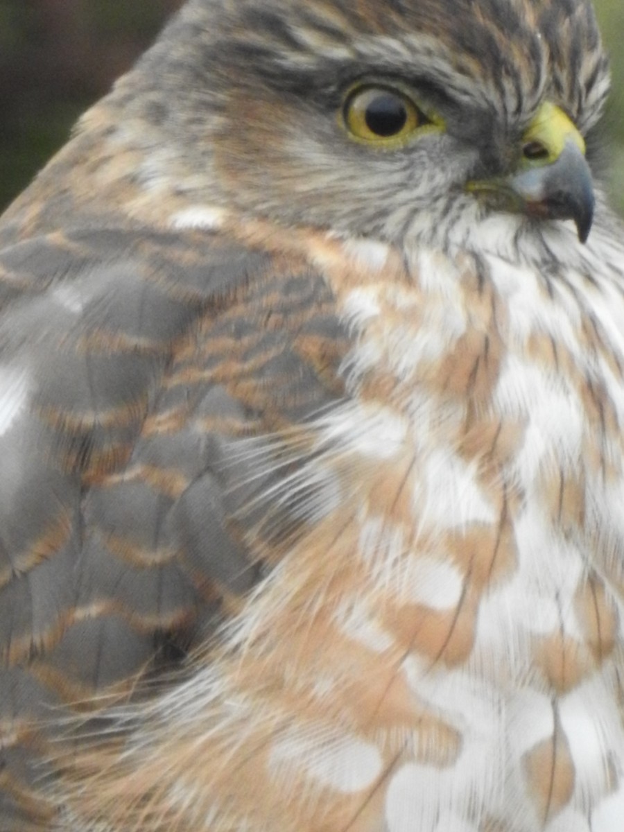 Sharp-shinned Hawk - ML612753970