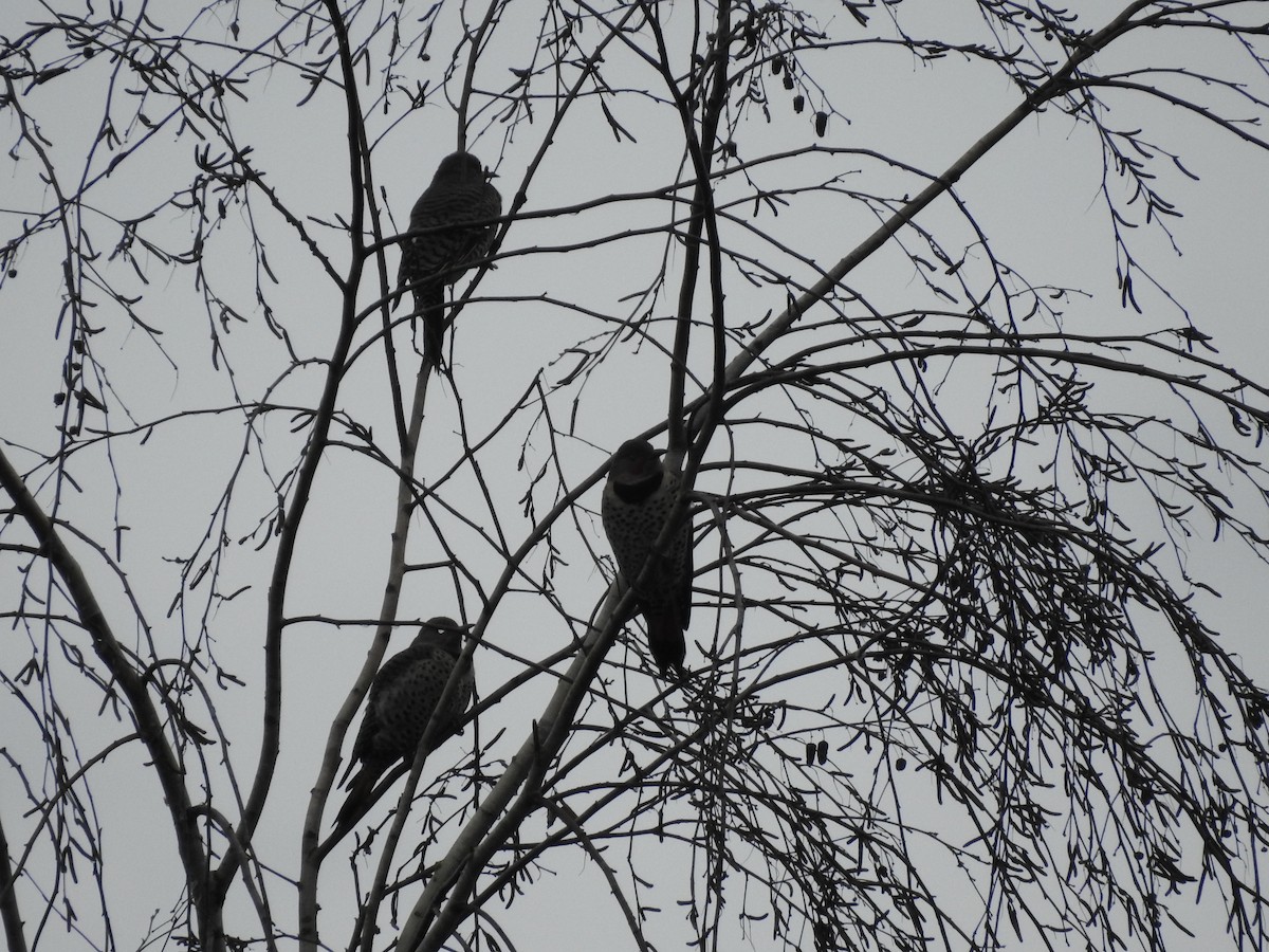 Northern Flicker - ML612753980