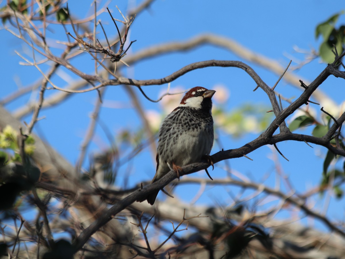 Spanish Sparrow - ML612754003