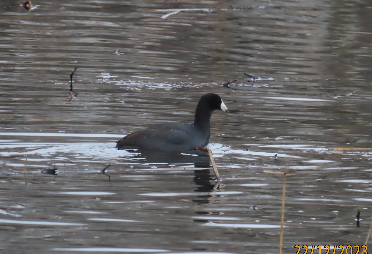 American Coot - ML612754008