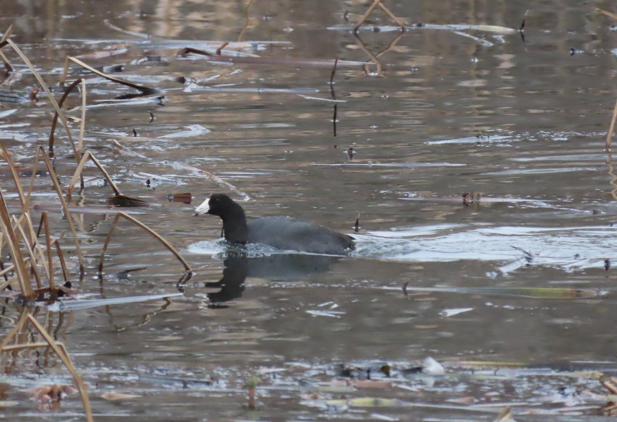 American Coot - ML612754018