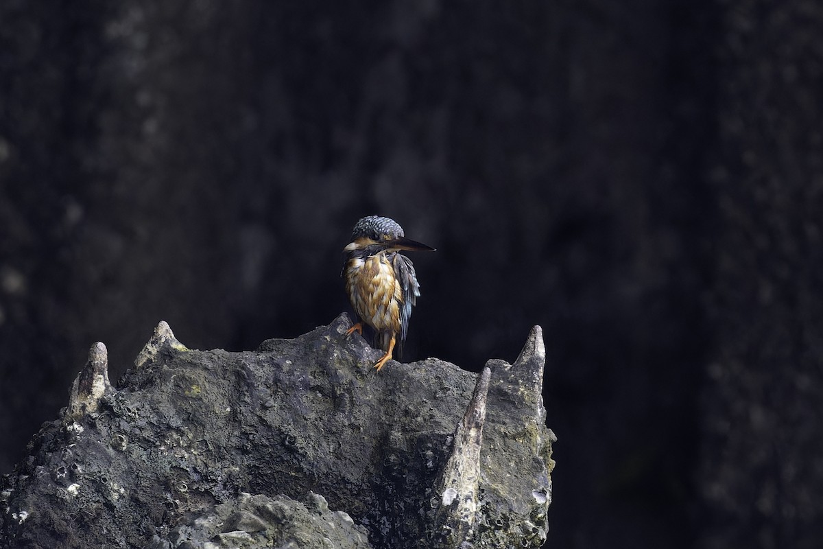 Common Kingfisher - Asta Tobiassen