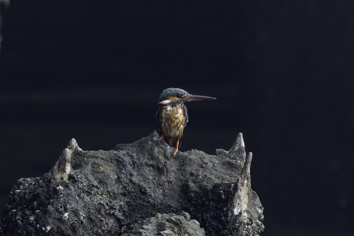 Common Kingfisher - Asta Tobiassen