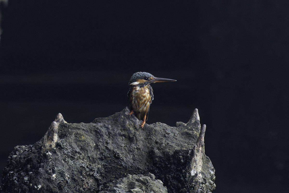 Common Kingfisher - ML612754065