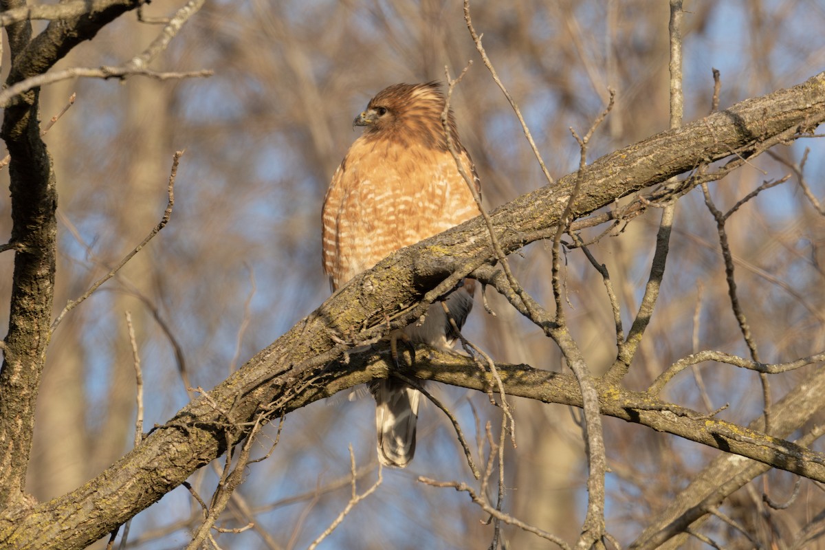 Red-shouldered Hawk - Anonymous