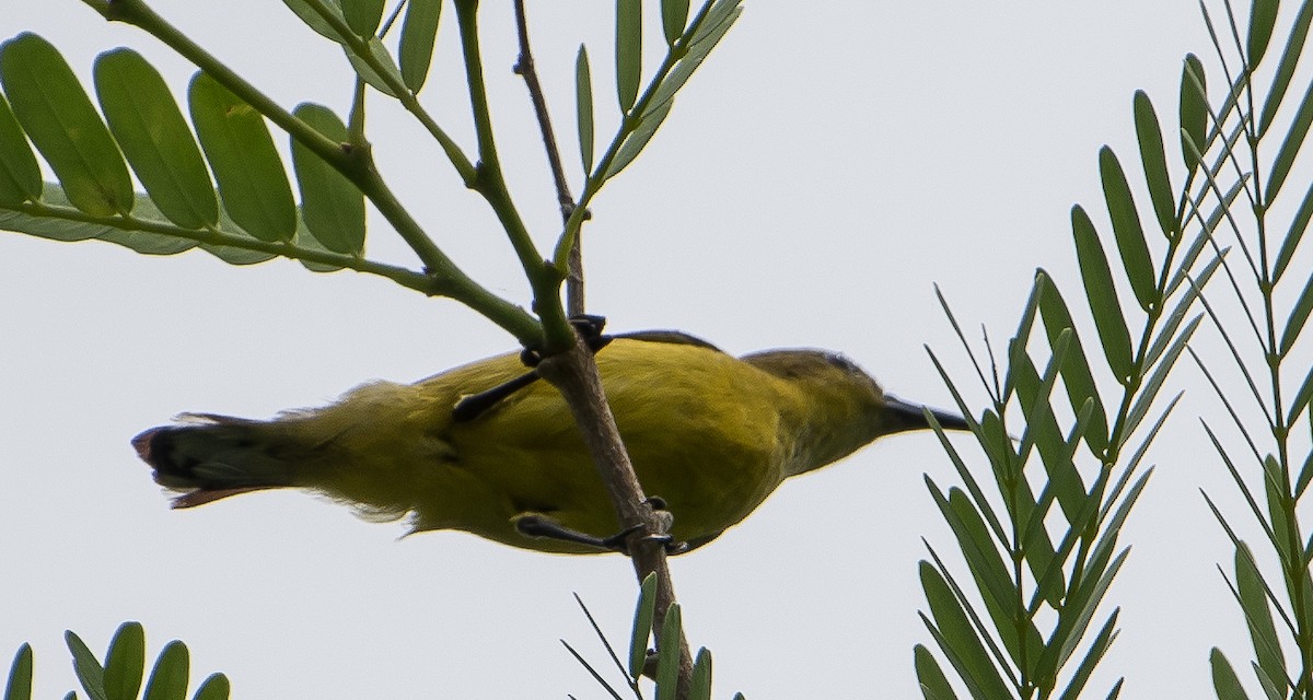 Ornate Sunbird - ML61275421