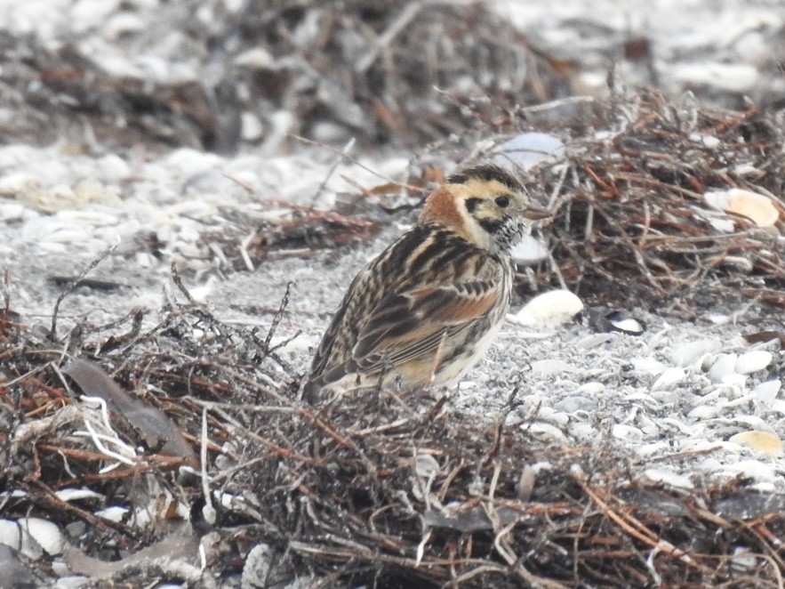 ostružka severní - ML612754214