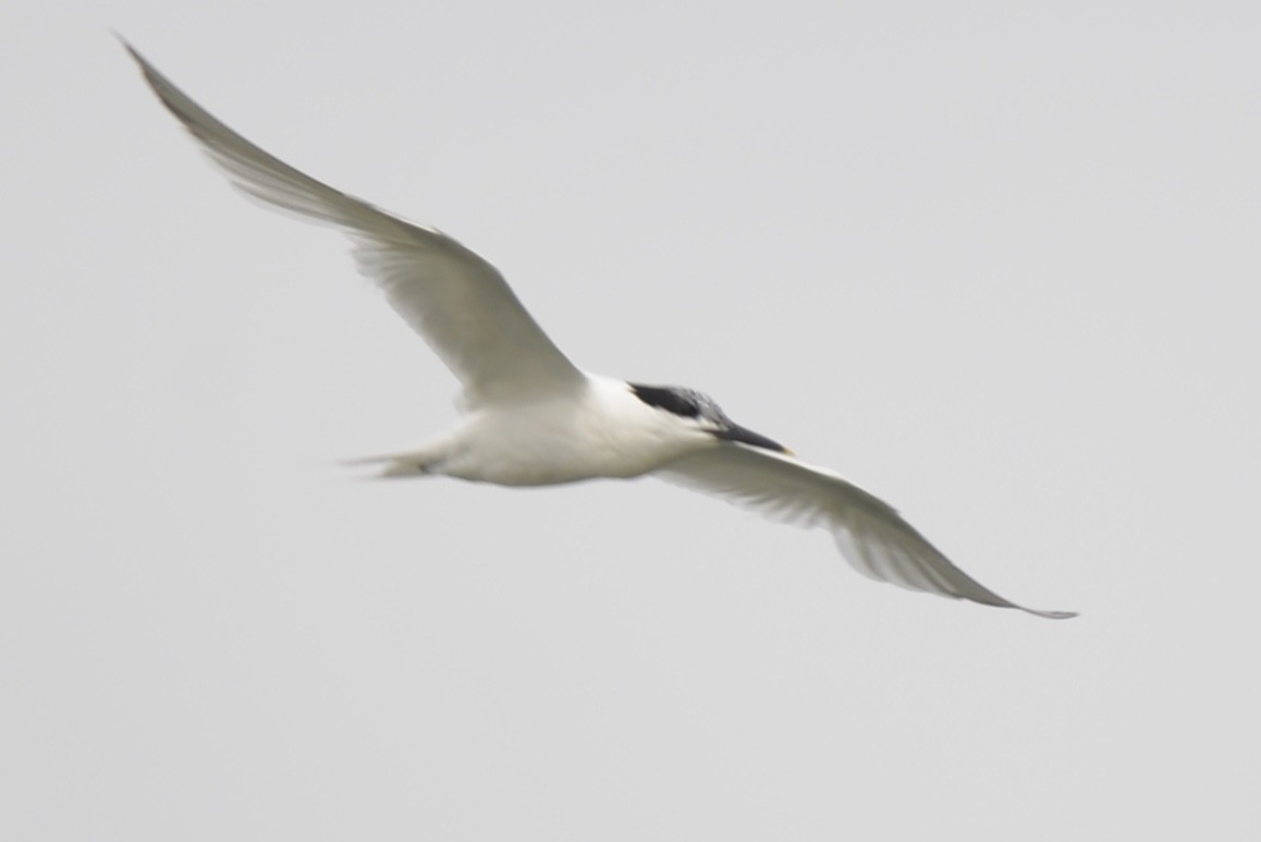 Sandwich Tern - ML612754237