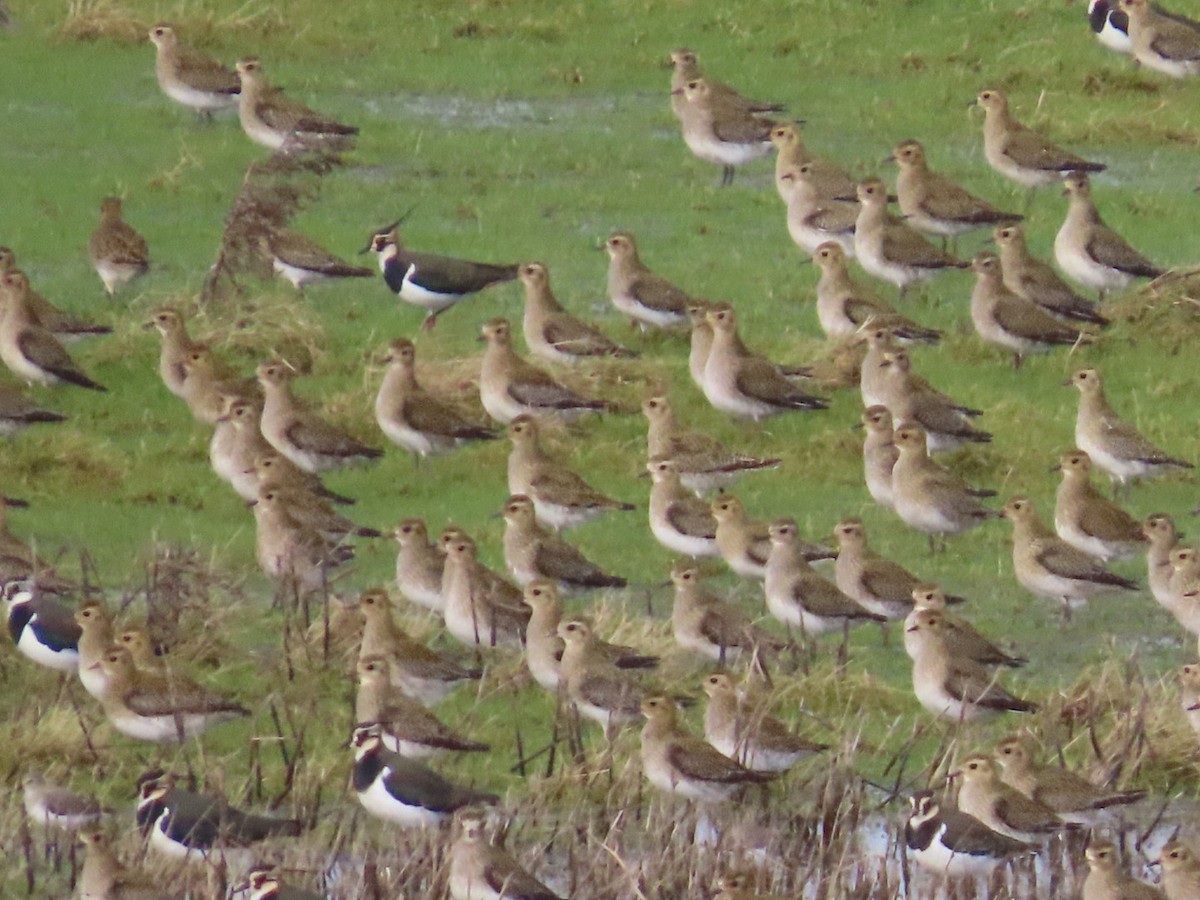 European Golden-Plover - ML612754460