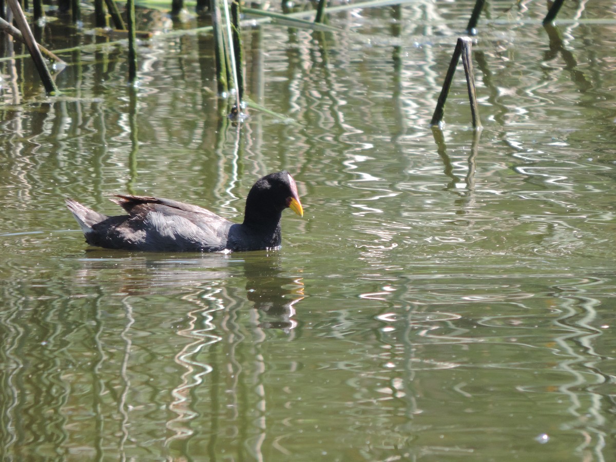 Red-fronted Coot - Nazareno Yunes Del Carlo