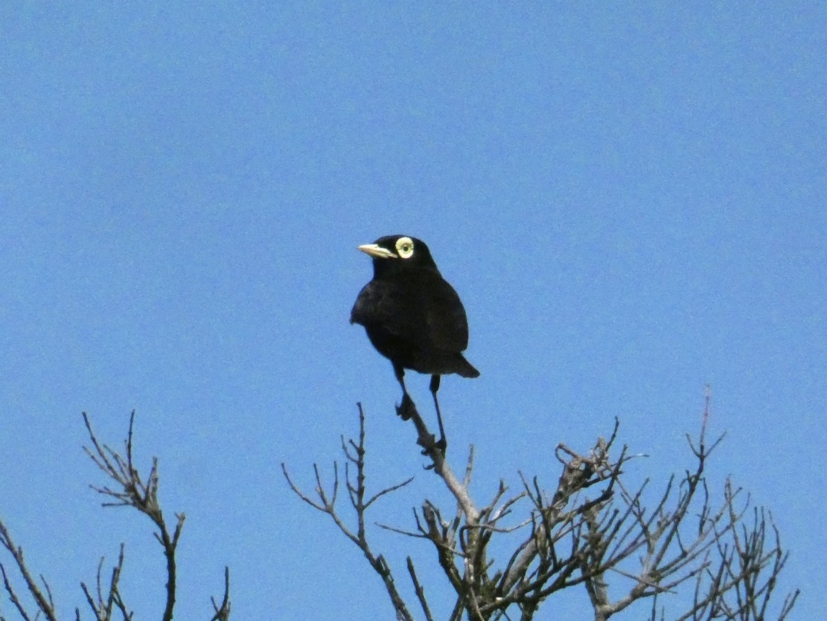 Spectacled Tyrant - Paulina Torres Pérez