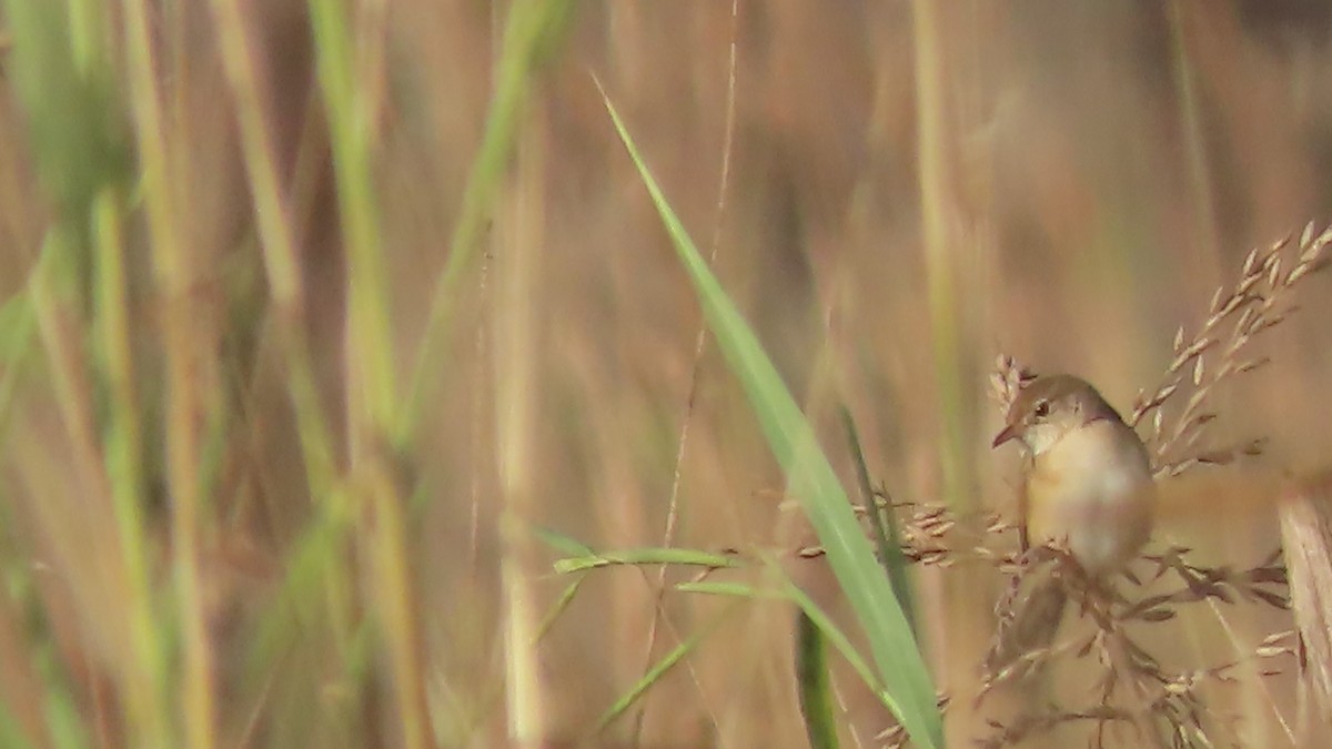 Rufous Cisticola - ML612754506