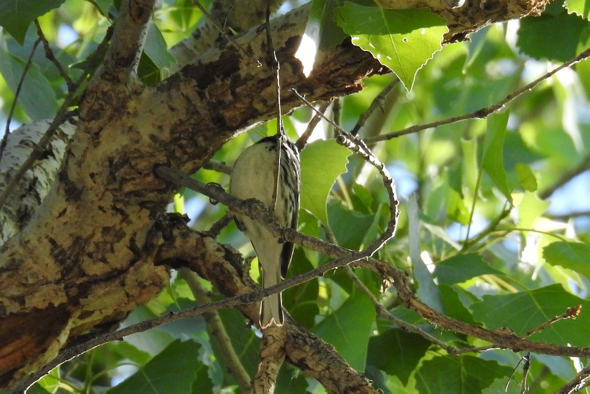 Black-throated Gray Warbler - ML612754510