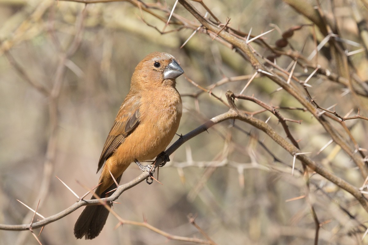 Ultramarine Grosbeak - ML612754515