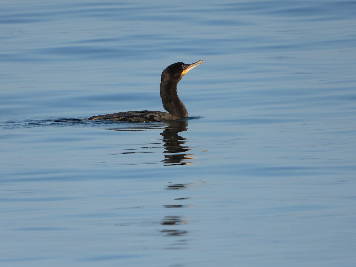 Neotropic Cormorant - Bogdan  Rudzionek