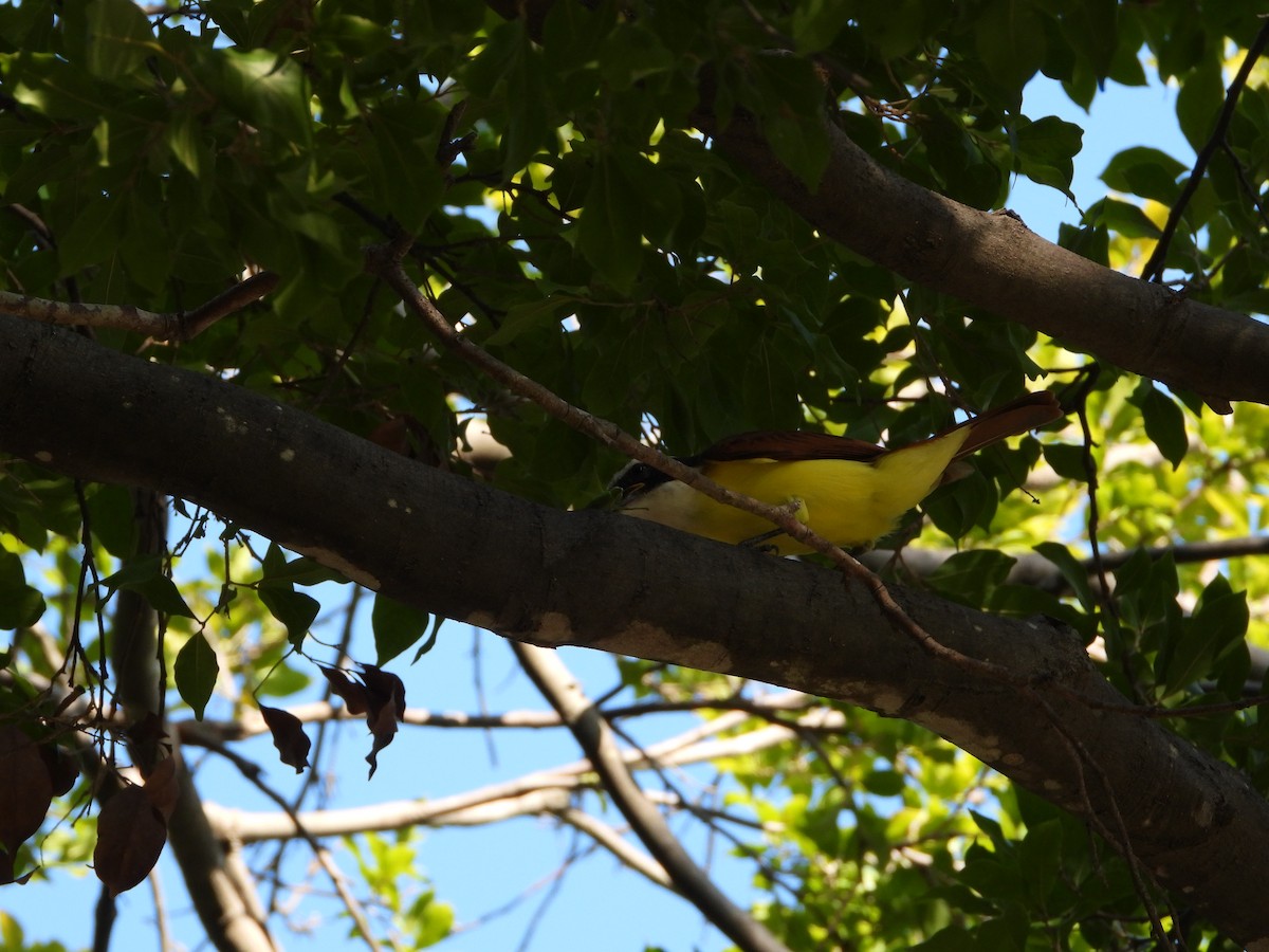 Great Kiskadee - ML612754750