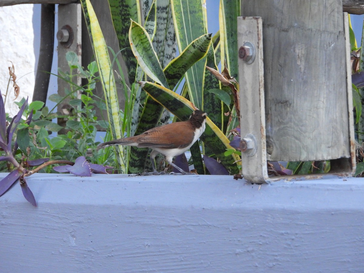 Bicolored Wren - ML612754755