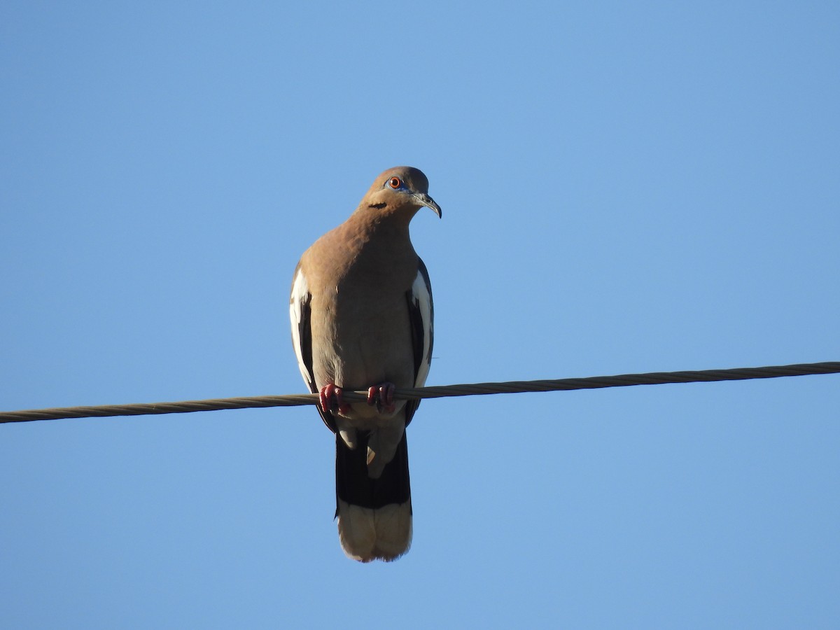 White-winged Dove - ML612754760