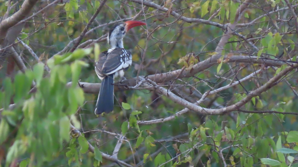 Northern Red-billed Hornbill - ML612754799