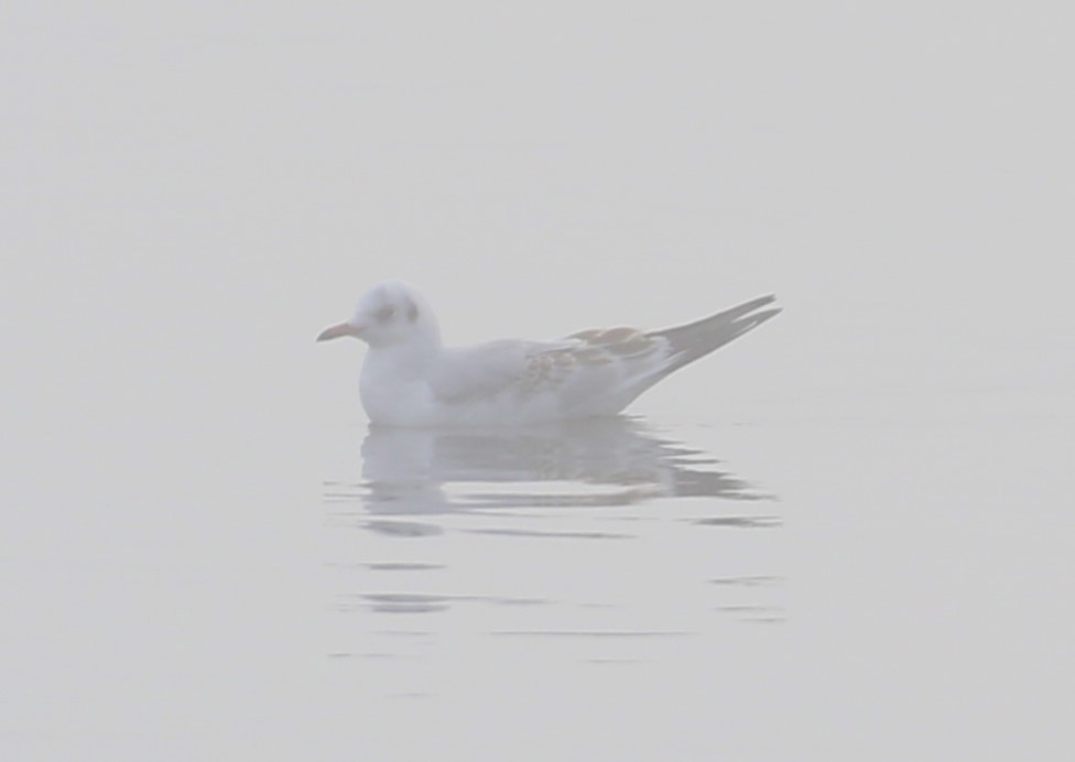 Black-headed Gull - ML612754808