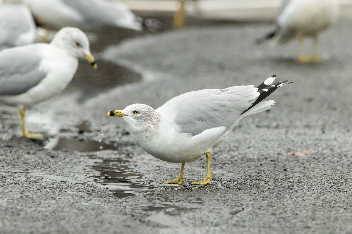 Ring-billed Gull - ML612754841