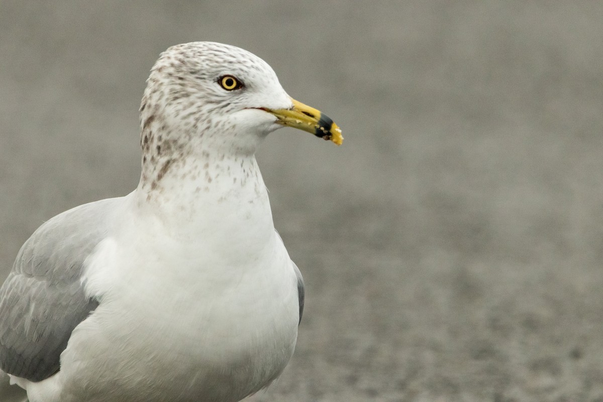 Ring-billed Gull - ML612754843