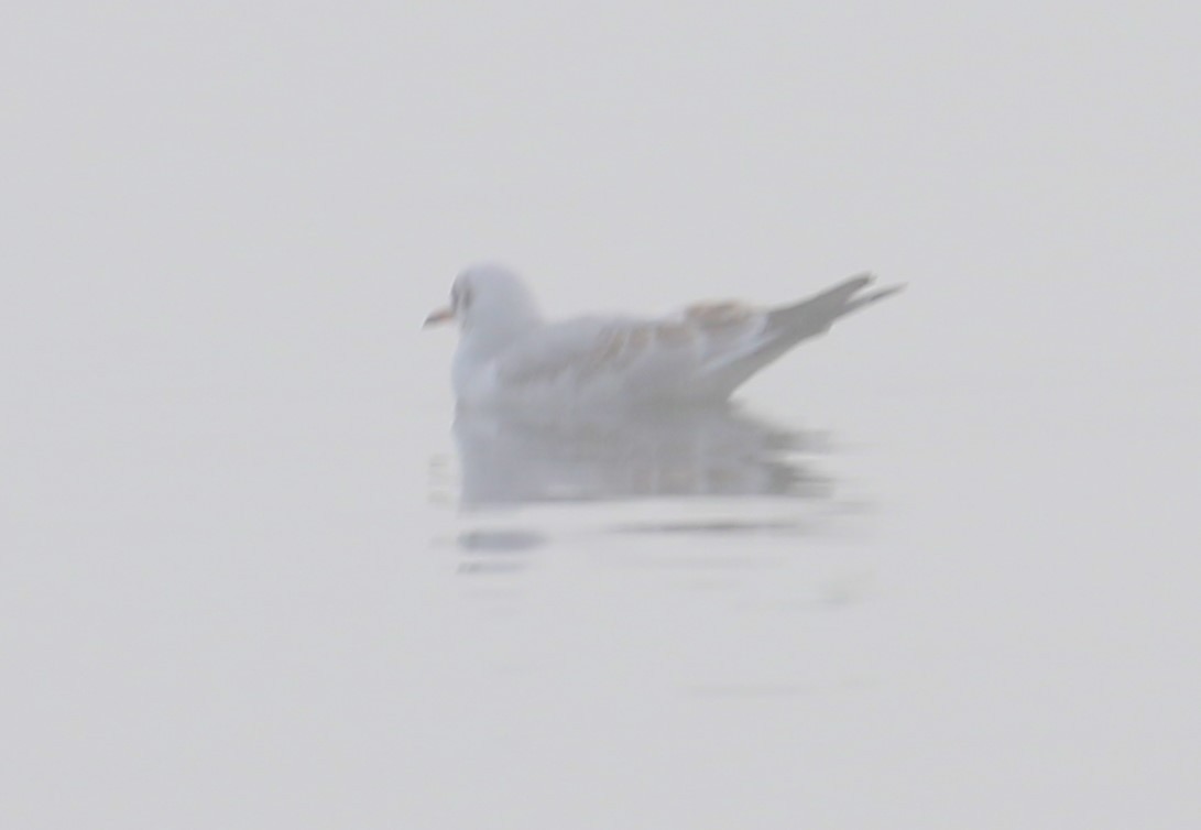 Black-headed Gull - ML612754854