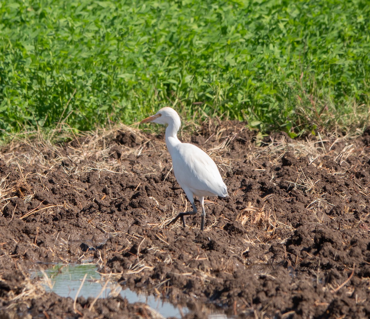 Western Cattle Egret - ML612754874