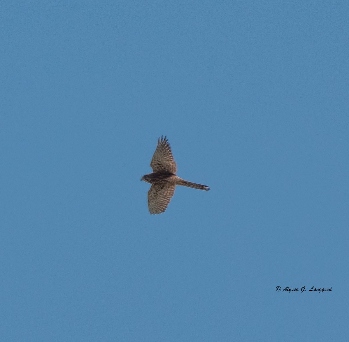 Eurasian Kestrel - ML612754881