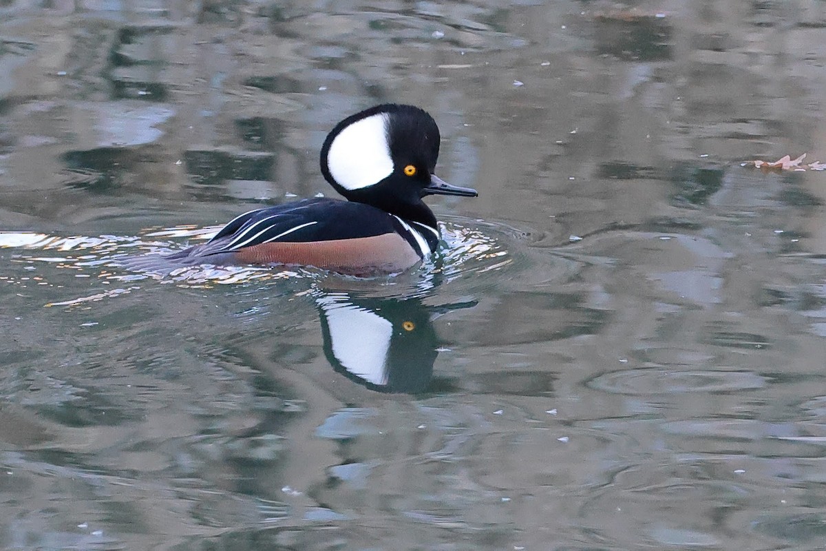 Hooded Merganser - ML612754895