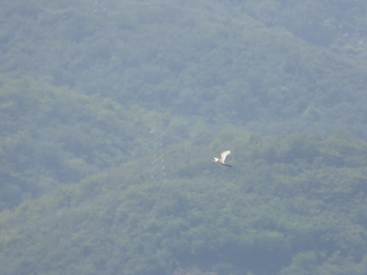 Great Egret - Bogdan  Rudzionek