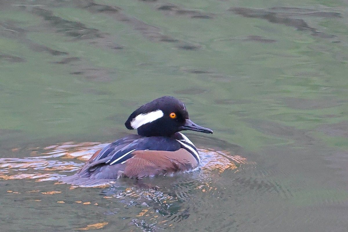 Hooded Merganser - ML612754907