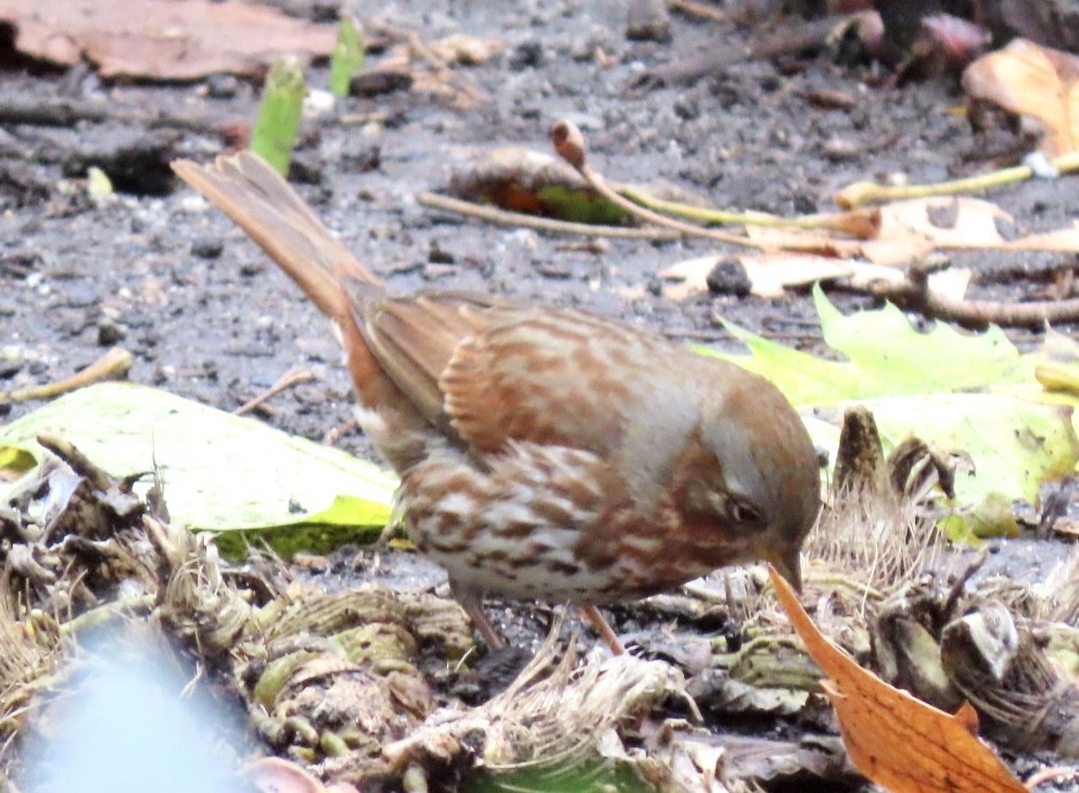 Fox Sparrow - ML612754933