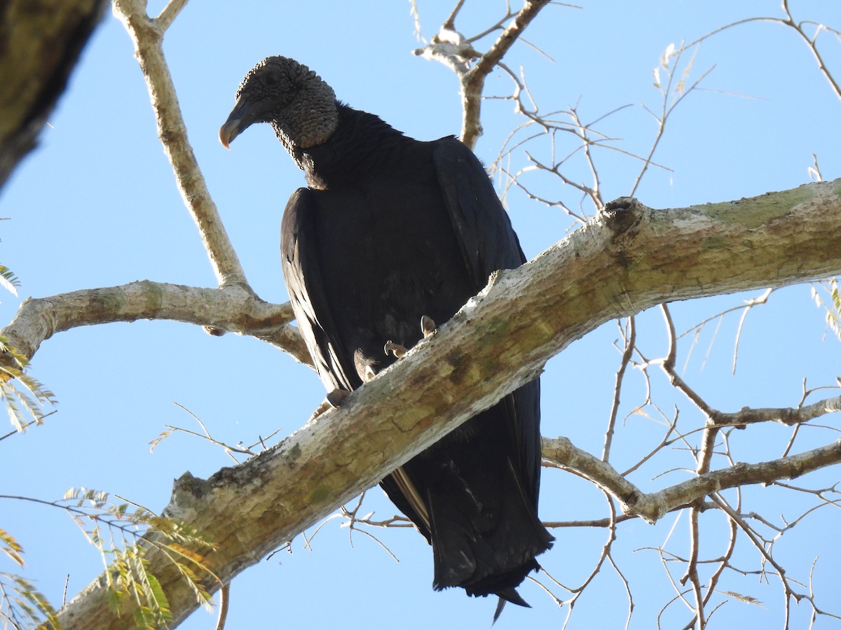 Black Vulture - ML612754983