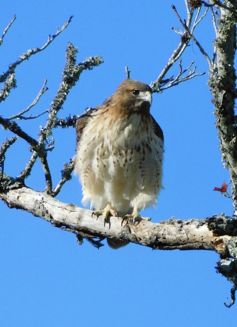Red-tailed Hawk - ML612755004