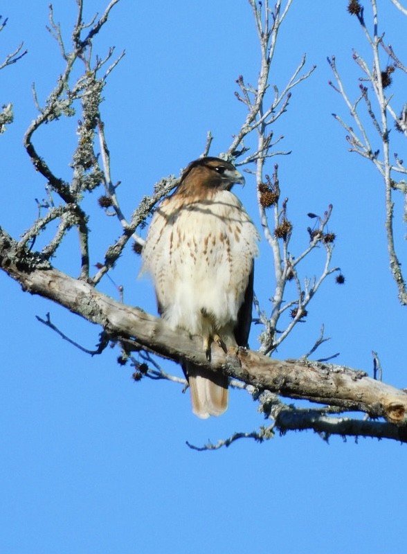 Red-tailed Hawk - ML612755005