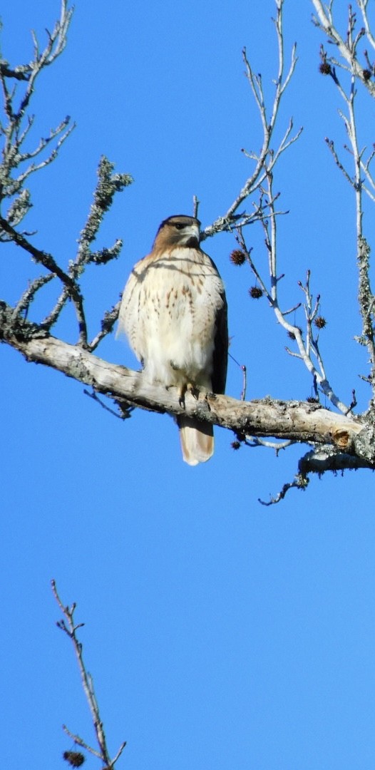 Red-tailed Hawk - ML612755006