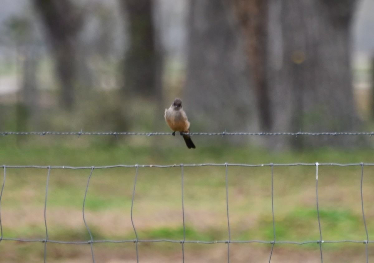 Say's Phoebe - John Faragher