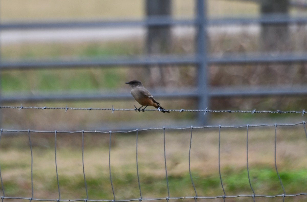 Say's Phoebe - John Faragher