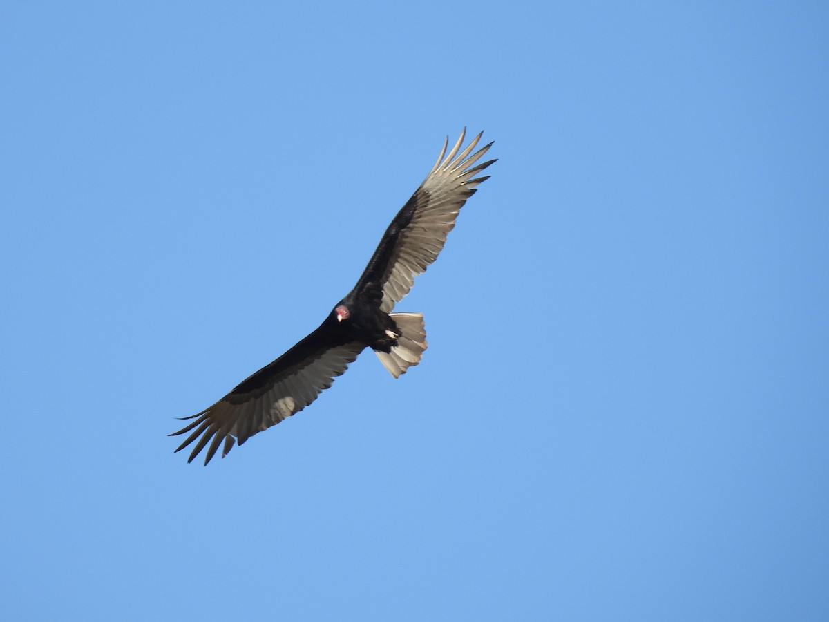 Turkey Vulture - ML612755014