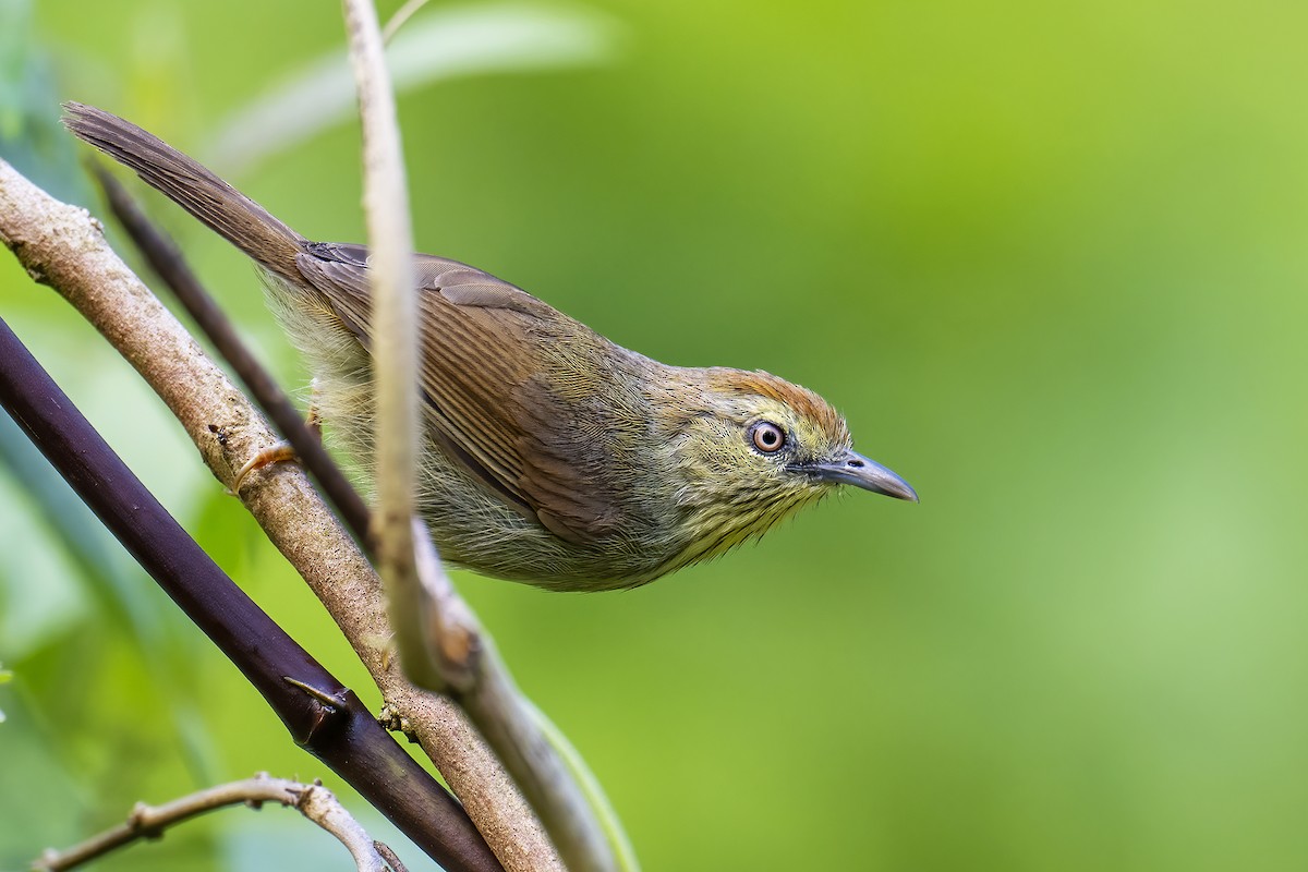 Pin-striped Tit-Babbler - ML612755028