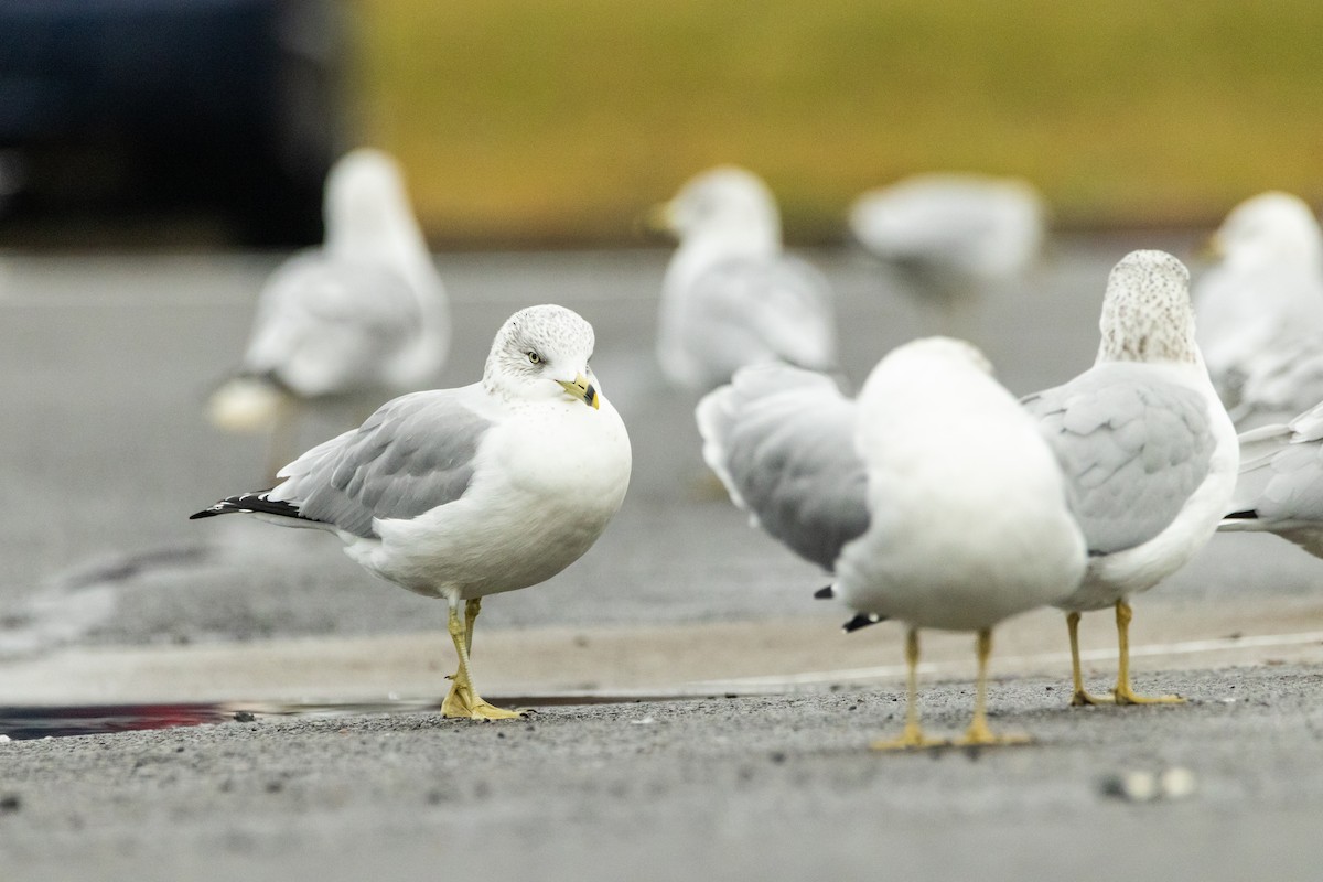 Ring-billed Gull - ML612755036