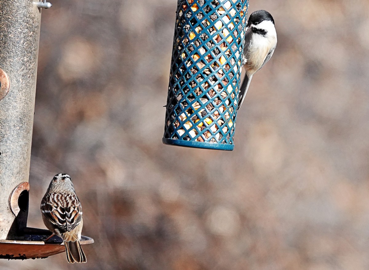 Black-capped Chickadee - ML612755040