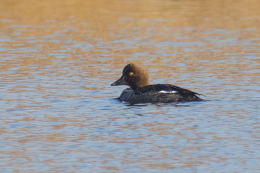 Common Goldeneye - ML612755043