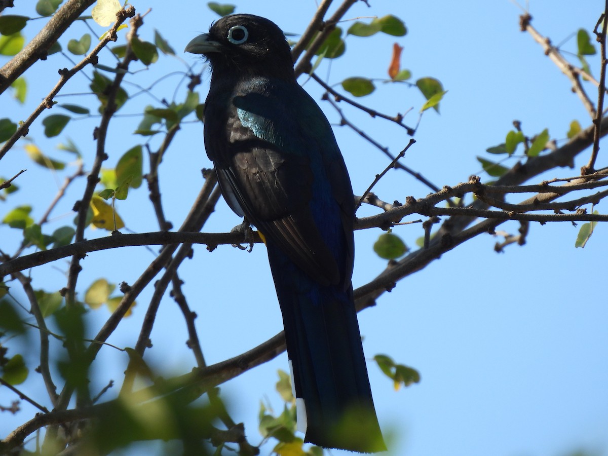 Trogon à tête noire - ML612755052