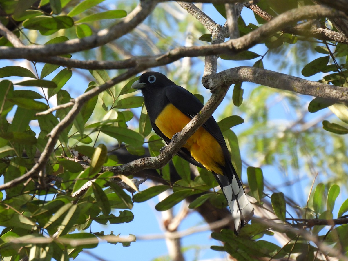 Trogon à tête noire - ML612755079