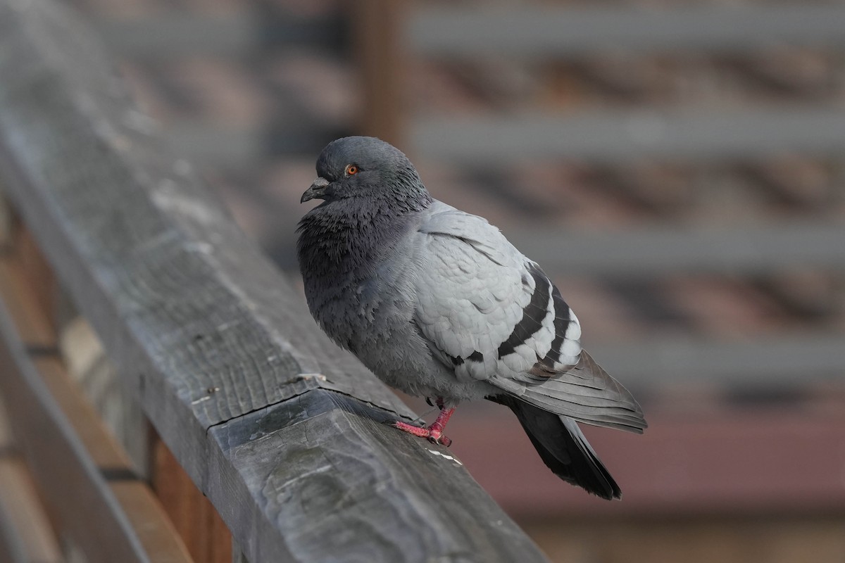 Rock Pigeon (Feral Pigeon) - ML612755142